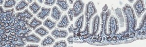 Anti-YAP Antibody, clone 8G5 clone 8G5, from rat
