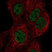 Anti-HES7 antibody produced in rabbit Prestige Antibodies® Powered by Atlas Antibodies, affinity isolated antibody, buffered aqueous glycerol solution