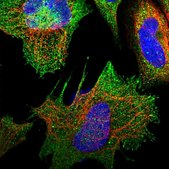 Anti-RAPSN antibody produced in rabbit Prestige Antibodies® Powered by Atlas Antibodies, affinity isolated antibody, buffered aqueous glycerol solution