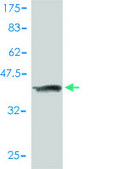 Monoclonal Anti-MASA antibody produced in mouse clone 3C1-1D5, purified immunoglobulin, buffered aqueous solution