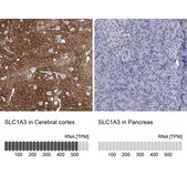 Anti-SLC1A3 antibody produced in rabbit Prestige Antibodies® Powered by Atlas Antibodies, affinity isolated antibody, buffered aqueous glycerol solution