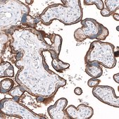 Anti-SLC7A5 antibody produced in rabbit Prestige Antibodies® Powered by Atlas Antibodies, affinity isolated antibody, buffered aqueous glycerol solution