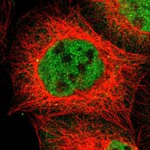 Anti-NR3C1 antibody produced in rabbit Prestige Antibodies® Powered by Atlas Antibodies, affinity isolated antibody, buffered aqueous glycerol solution
