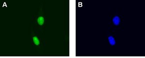 LentiBrite GFP-HMGB1 Lentiviral Biosensor