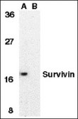 Anti-Survivin Antibody, NT Chemicon®, from rabbit