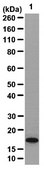 Anti-Dermo-1 Antibody from rabbit, purified by affinity chromatography