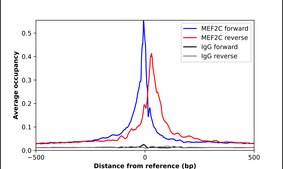 Anti-MEF2C antibody produced in rabbit Prestige Antibodies® Powered by Atlas Antibodies, affinity isolated antibody, buffered aqueous glycerol solution