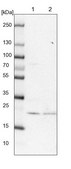 Anti-EIF3K antibody produced in rabbit Prestige Antibodies® Powered by Atlas Antibodies, affinity isolated antibody, buffered aqueous glycerol solution
