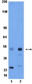 Anti-phospho-CREB (Ser133) Antibody Upstate®, from rabbit
