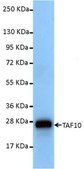 Anti-TAF10/TAFII30 Antibody, clone 6TA-2B11 ascites fluid, clone 6TA-2B11, from mouse