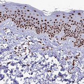 Anti-SRRM2 antibody produced in rabbit Prestige Antibodies® Powered by Atlas Antibodies, affinity isolated antibody, buffered aqueous glycerol solution