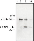 Anti-EB1 antibody produced in rabbit ~1.5 mg/mL, affinity isolated antibody, buffered aqueous solution
