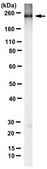 Anti-MYH-4 Antibody, clone 2G72F10 clone 2G72F10, from rat