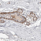Anti-CDR2 antibody produced in rabbit Prestige Antibodies® Powered by Atlas Antibodies, affinity isolated antibody, buffered aqueous glycerol solution