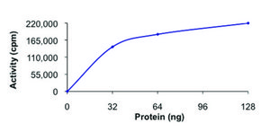 DAPK2, active, GST tagged human PRECISIO® Kinase, recombinant, expressed in baculovirus infected Sf9 cells, ≥70% (SDS-PAGE), buffered aqueous glycerol solution