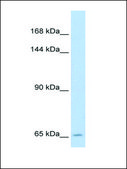 Anti-SLC19A1 antibody produced in rabbit IgG fraction of antiserum