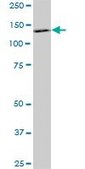 Monoclonal Anti-PDGFRB antibody produced in mouse clone 4C12, purified immunoglobulin, buffered aqueous solution