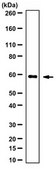 Anti-HAVcr-1 Antibody from rabbit, purified by affinity chromatography