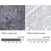 Anti-ITGB2 antibody produced in rabbit Prestige Antibodies® Powered by Atlas Antibodies, affinity isolated antibody, buffered aqueous glycerol solution