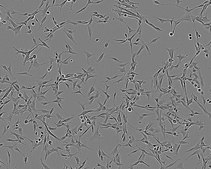 U-87 MG Cell Line human NOTE: Both the cell line and DNA from the cell line may be available for this product. Please choose -1VL or VIAL for cells, or -DNA-5UG for DNA, 89081402, human brain (glioblastoma astrocytoma), Epithelial-like