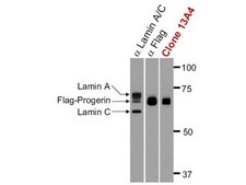 Anti-Progerin Antibody, clone 13A4 clone 13A4, Upstate®, from mouse