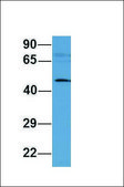 Anti-MFAP1 antibody produced in rabbit affinity isolated antibody