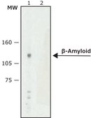 Anti-β-Amyloid antibody, Mouse monoclonal clone NAB 228, purified from hybridoma cell culture
