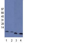 Anticuerpo anti-histona H4, pan, clon 62-141-13, monoclonal de conejo clone 62-141-13, Upstate®, from rabbit