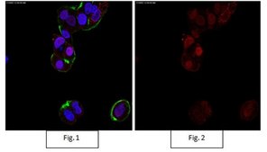 Anti-Sox9 Antibody, Alexa Fluor™ 555 conjugate from rabbit, ALEXA FLUOR™ 555