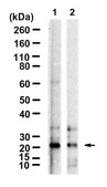 Anti-TCF21 Antibody, clone 2H11 ZooMAb® Rabbit Monoclonal recombinant, expressed in HEK 293 cells