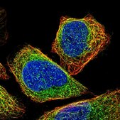 Anti-CEP57 antibody produced in rabbit Prestige Antibodies® Powered by Atlas Antibodies, affinity isolated antibody, buffered aqueous glycerol solution