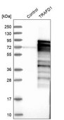Anti-TRAFD1 antibody produced in rabbit Prestige Antibodies® Powered by Atlas Antibodies, affinity isolated antibody, buffered aqueous glycerol solution
