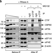 Anticorps anti-EF1α, clone&nbsp;CBP-KK1 clone CBP-KK1, Upstate®, from mouse