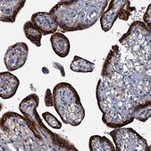 Anti-KDELC2 antibody produced in rabbit Prestige Antibodies® Powered by Atlas Antibodies, affinity isolated antibody, buffered aqueous glycerol solution