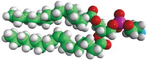Egg Trans PE L-α-phosphatidylethanolamine, transphosphatidylated (Egg, Chicken), chloroform
