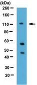 Anti-KIF5A Antibody from rabbit, purified by affinity chromatography