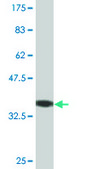 Monoclonal Anti-BLNK antibody produced in mouse clone 1D7, purified immunoglobulin, buffered aqueous solution