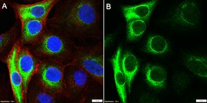 Anti-RNF213 Antibody, clone 1D10 ZooMAb® Rabbit Monoclonal recombinant, expressed in HEK 293 cells