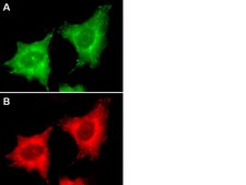 LentiBrite EB3-GFP Lentiviral Biosensor
