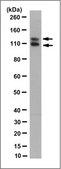 Anti-Calpastatin Antibody, clone PI-11 (Ascites Free) clone PI-11, from mouse