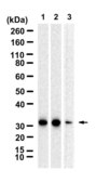 Anti-EB1/MAPRE1 Antibody, clone 1M14 ZooMAb® Rabbit Monoclonal recombinant, expressed in HEK 293 cells
