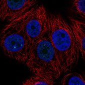 Anti-ZNF778 antibody produced in rabbit Prestige Antibodies® Powered by Atlas Antibodies, affinity isolated antibody, buffered aqueous glycerol solution