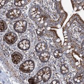 Anti-SAMM50 antibody produced in rabbit Prestige Antibodies® Powered by Atlas Antibodies, affinity isolated antibody, buffered aqueous glycerol solution