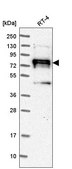 Anti-NEDD9 antibody produced in rabbit Prestige Antibodies® Powered by Atlas Antibodies, affinity isolated antibody