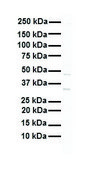 Anti-GATA2 antibody produced in rabbit IgG fraction of antiserum