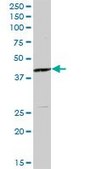 Anti-MAP2K4 antibody produced in mouse purified immunoglobulin, buffered aqueous solution