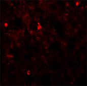 Anti-FXYD7 antibody produced in rabbit affinity isolated antibody