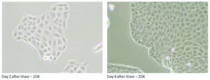 Canine MDR1 Knockout, Human MDR1 Knockin MDCKII Cells