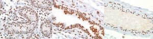 Anti-sFRP-1 Antibody from rabbit