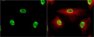 Anti-TRIM28 antibody produced in rabbit